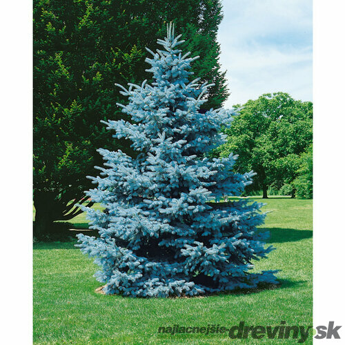 Smrek modrý Hoopsi, výška 50/70 cm, v črepníku 7,5l Picea pungens Hoopsii